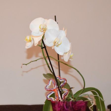 Central Appartment St'S Martin Church Μπρασόβ Εξωτερικό φωτογραφία